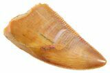 Serrated Raptor Tooth - Real Dinosaur Tooth #364736-1